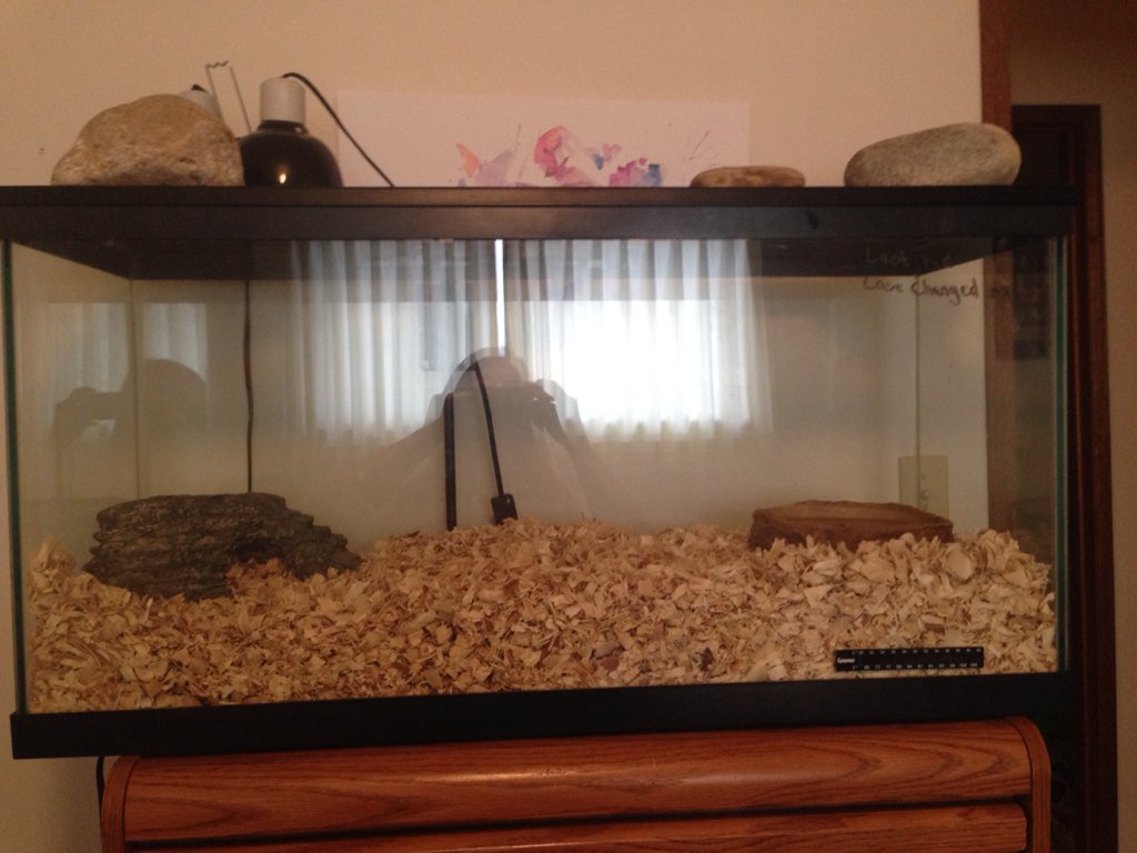 Cassifrass_3's tweet image. Fresh bedding and a little snake cuddles :D #snake #reptile #snakecuddles