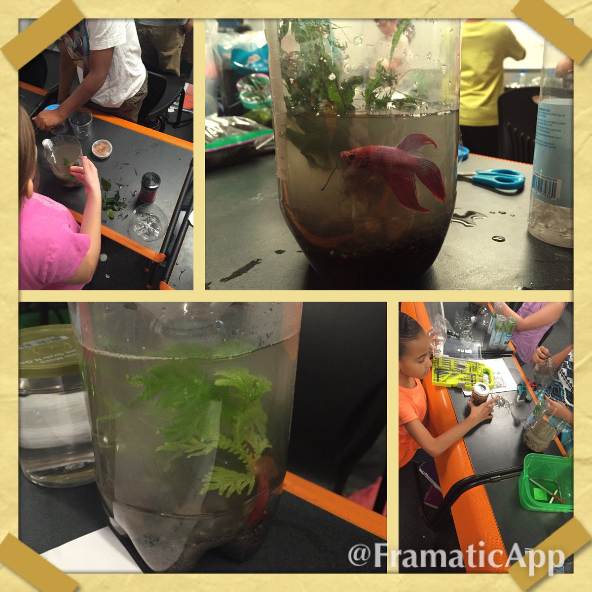 BASISPhxCentral's tweet photo. Mr. Gallifant's class made #Ecosystems complete with live #BetaFish!
#Scienceiscool #BASISLife #Education https://t.co/6pxUomuOfX