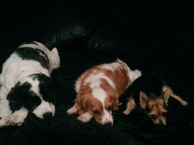 I love my fur babies!  Look at that 3 way modeling pose! Lol https://t.co/yHaWXXA0O4<a href="/tag/anal"class="tags"><span>#anal</span></a><a href="/tag/gapes"class="tags"><span>#gapes</span></a><a href="/tag/analdreamteam"class="tags"><span>#analdreamteam</span></a>