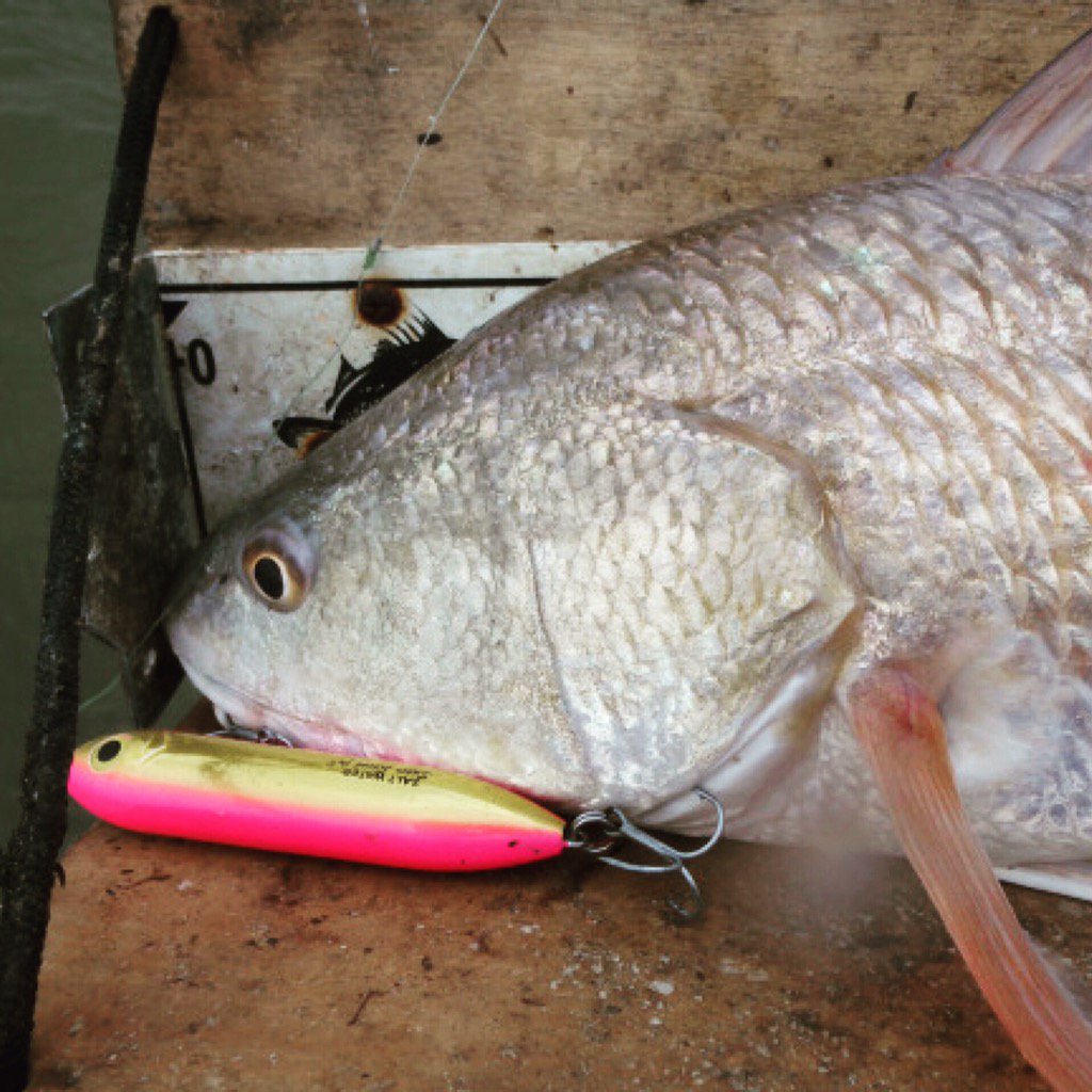 legocrusader's tweet photo. This is becoming my new favorite topwater.
#heddon #superspookjr #pradco #texasfishing #kayakfshing #operationfish https://t.co/KL4DV5gZY3