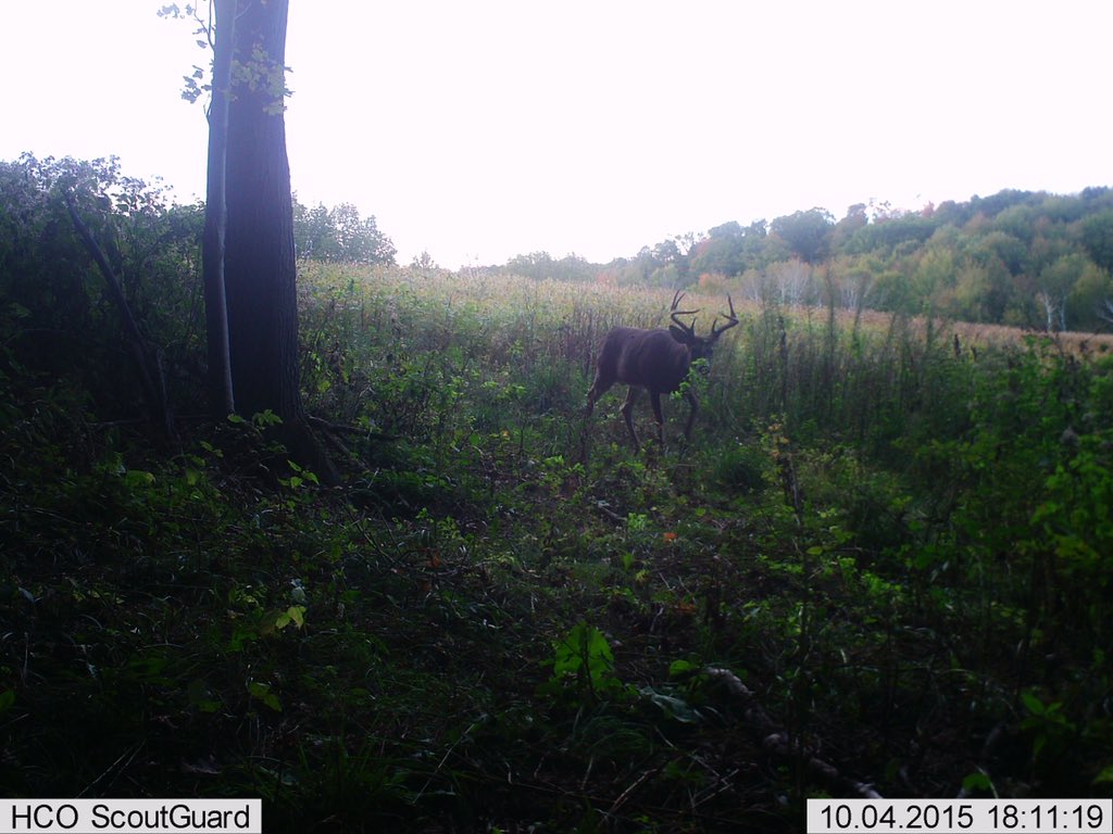 CopeRyan153's tweet photo. @TheCrushTV question for you and Lee. Practicing QDMA for 4yrs. Do these bucks look mature? We think the 10 is 3 1/2 https://t.co/7yf6SSIZaW