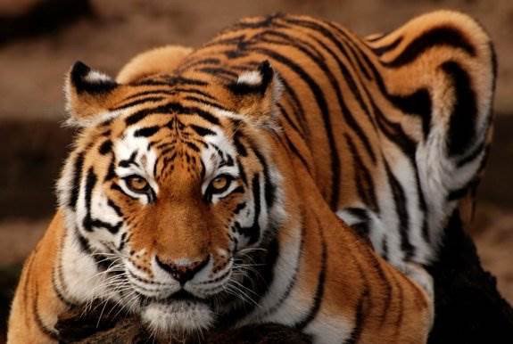 BMS_Billy's tweet photo. Cat fact: House cats and ferocious tigers share a lot -- 95.6 percent of their DNA. #BMS https://t.co/NmY7bvkGxv