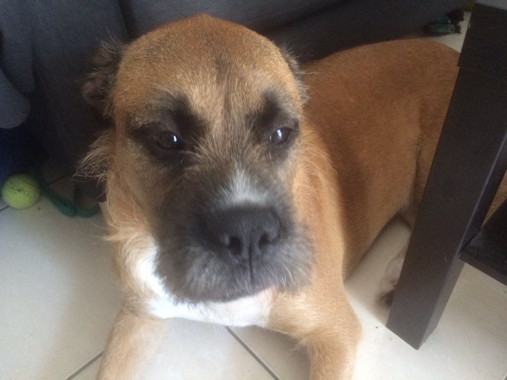 Sansa_OfficeCat's tweet image. What a disgusting creature, hissssss!!! #debonairbosley #youtube #DebonairFox