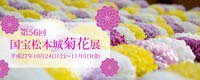 国宝松本城菊花展
出品者が丹精こめて育てた数百鉢もの菊の花が、国宝松本城の本丸庭園で咲き競います。
期間　10月24日（土曜日）〜11月6日　 #松本 #塩尻 #安曇野 #長野 　migoro.mcci.or.jp/feature/detail…