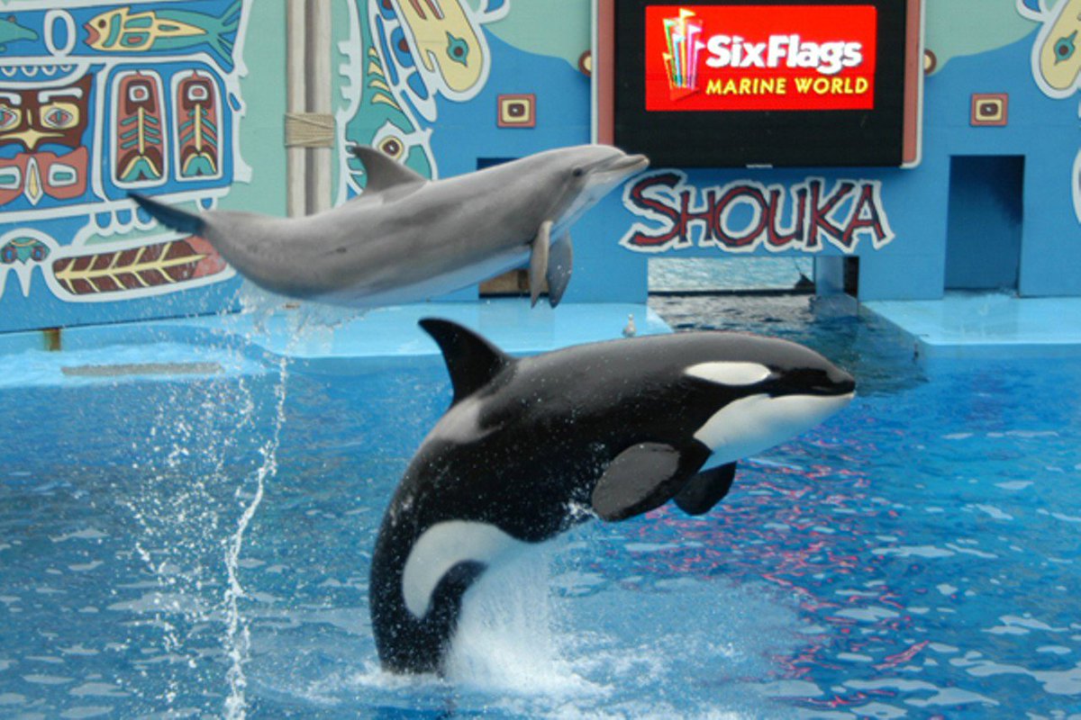 Quad_Finn's tweet photo. Former Six Flags Employees Say Park Mistreated Dolphins https://t.co/bQyCN9apDg #EmptyTheTanks https://t.co/XdCbIPe4Ag