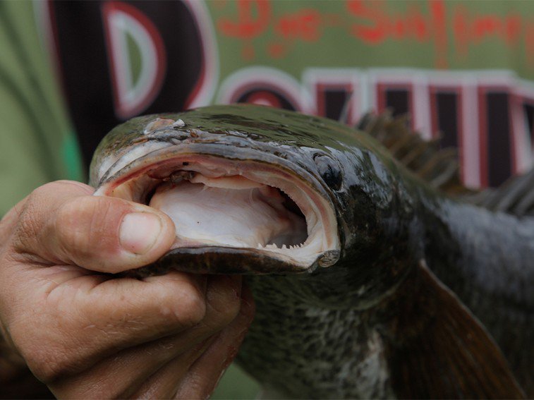 Nat Geo WILD on X: The air-breathing Bullseye snakehead has a large mouth  with a strong jaw and sharp teeth #MonsterFish 9/8c   / X