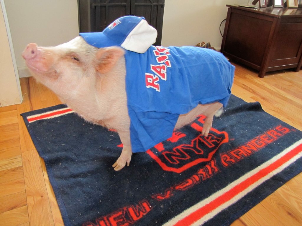 Dx21685's tweet photo. #HamIsBack #LGR #NYR https://t.co/FWOosIePFz