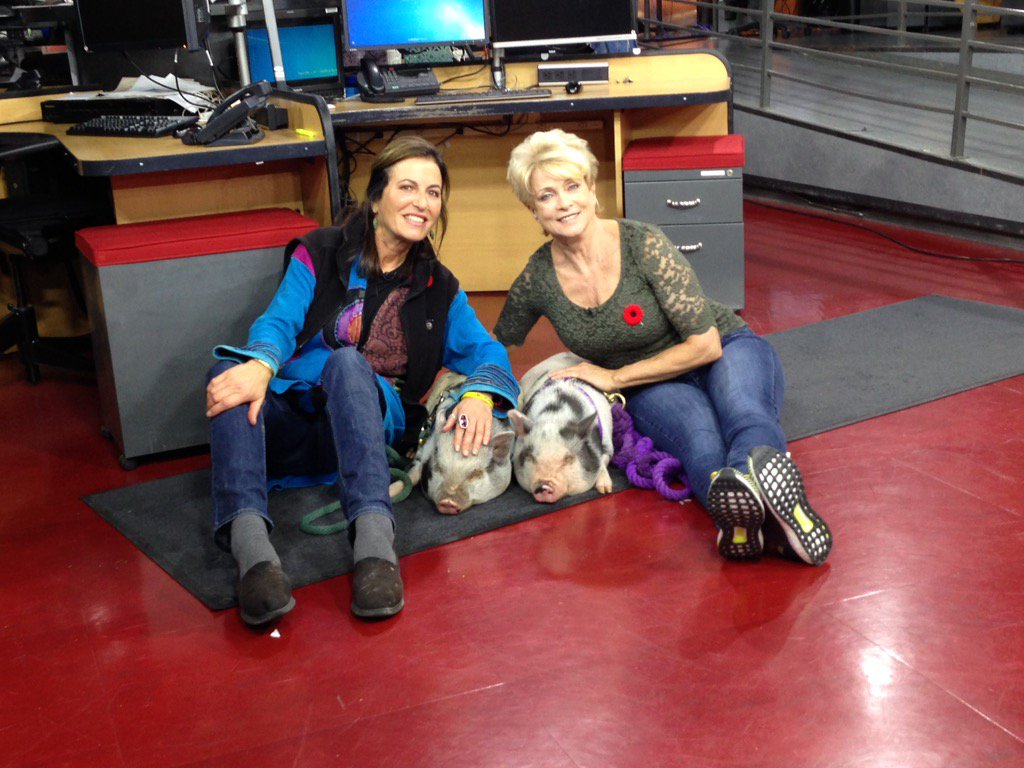 These little piggies went 2 <a href="/CP24AHC/">Animal House Calls</a> &amp; fell asleep. Emmett &amp; Blaise were rescued @PeaceForAll_WWS #Pig #animalrescue