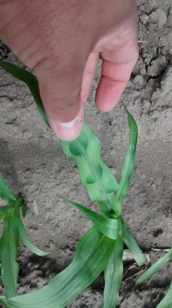 Servimaksa's tweet photo. #FlameoMaíz #Monsanto @luistoroc @joseceapizarro @JLGuardaW @jcfuentesb @TroncosoAlan @MatiasPavez5 @MBaldovino71 https://t.co/0Cpv8DBwlB