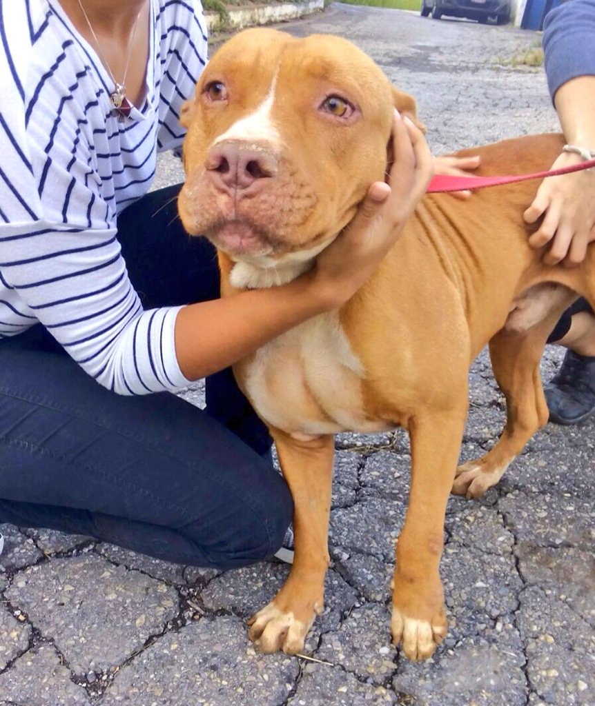 gacusb's tweet photo. Hoy fuimos a visitar a los hermosos #BrunoUSB y #BaltoUSB que están en la pensión de @Kikearay, miren que bellos 😍❤️ https://t.co/XPywNFhmVK
