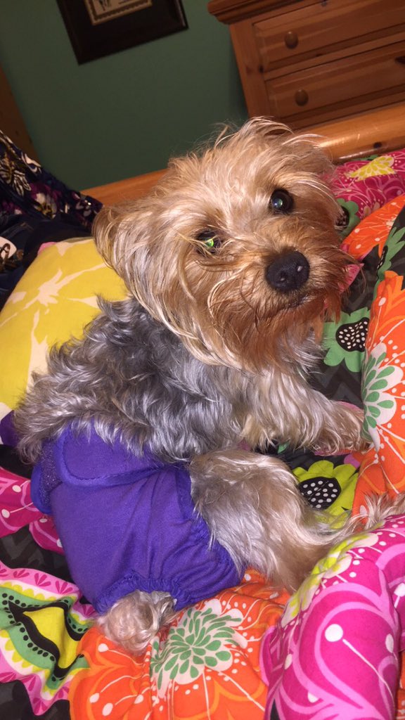 tripodpup's tweet photo. Just a sneak peak of my new rad outfit, more pictures to come!! #doggydiaper https://t.co/29Nu2oAgW6