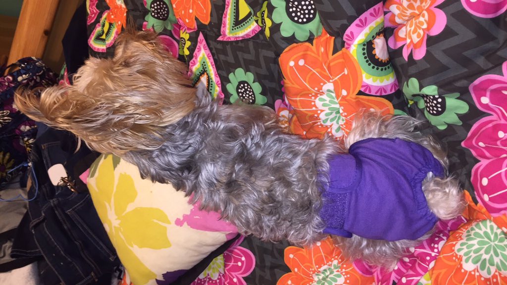 tripodpup's tweet photo. Just a sneak peak of my new rad outfit, more pictures to come!! #doggydiaper https://t.co/29Nu2oAgW6
