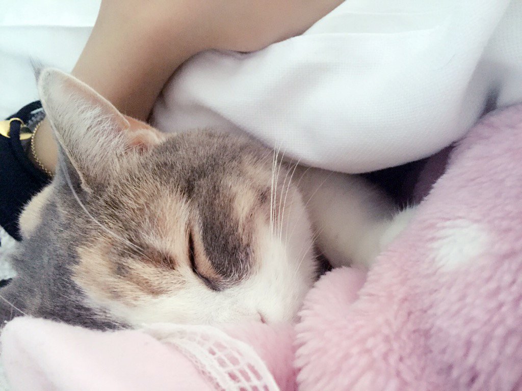 埋め込み画像への固定リンク