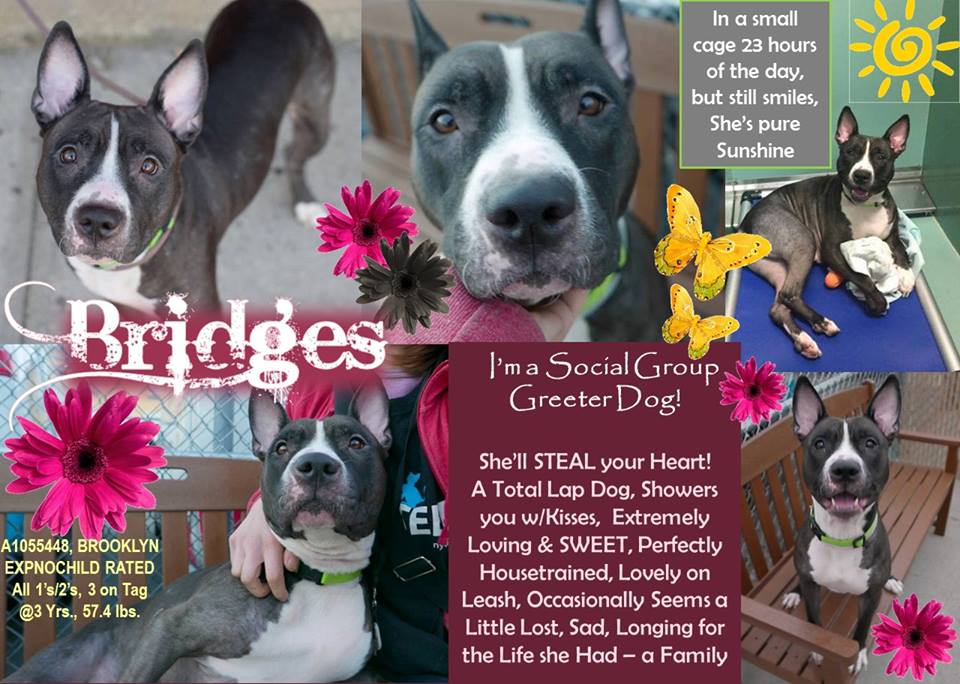 LewisandGregory's tweet photo. @TheRealToriNYC @HaveAHeartNY @NewYorkDogNanny @NYCDog @Broken_Paws_SA @dogvillenews @shellieRNCEN @Boopio @nycscr https://t.co/qqBtDGxQ8t