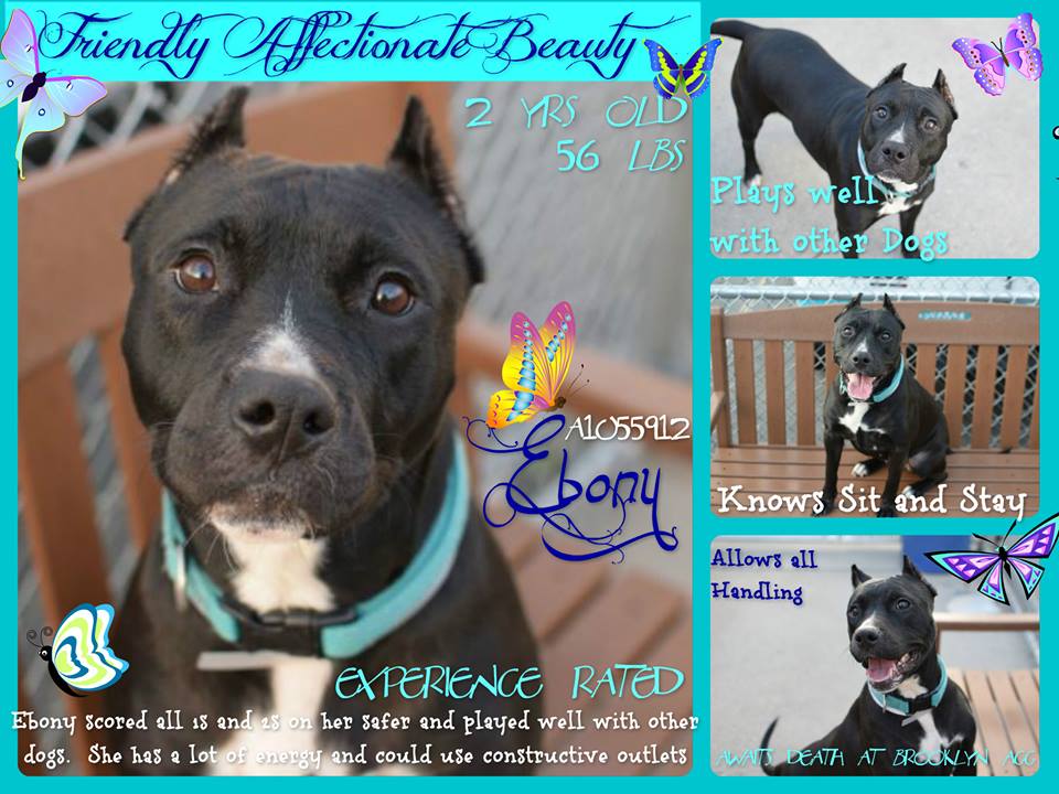 LewisandGregory's tweet photo. @TheRealToriNYC @HaveAHeartNY @NewYorkDogNanny @NYCDog @Broken_Paws_SA @dogvillenews @shellieRNCEN @Boopio @nycscr https://t.co/qqBtDGxQ8t