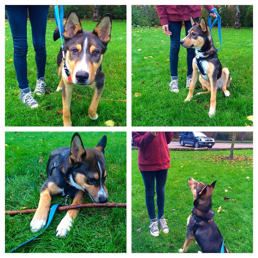 Meet beautiful adoptable Thor! ❤️🐶😊