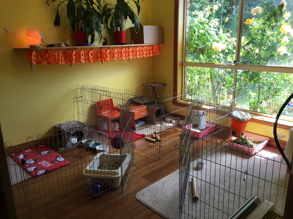 BunniesOfBurrow's tweet photo. Our own room; a retreat to call our own 🏡 #bunnyroom #indoorrabbits #oursetup #ownspace https://t.co/Bim59fyFDS