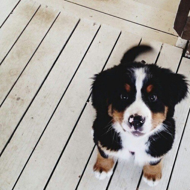 FurryCuddlyPets's tweet photo. https://t.co/miyU7Dr0R0