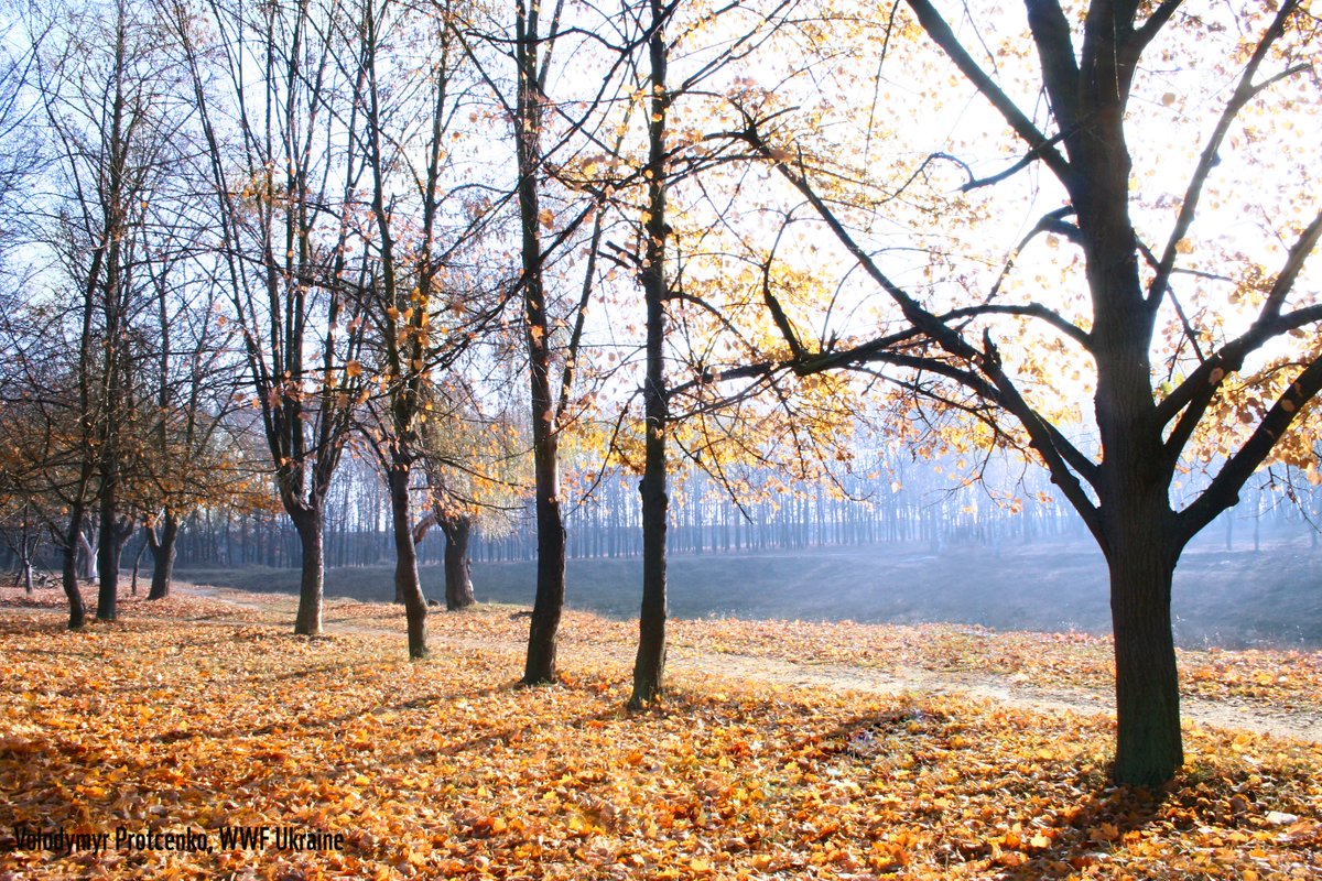 WWF_Ukraine's tweet photo. Дивіться яка краса за вікном! Гайда на вулицю ;-) https://t.co/qucsi3UdL9