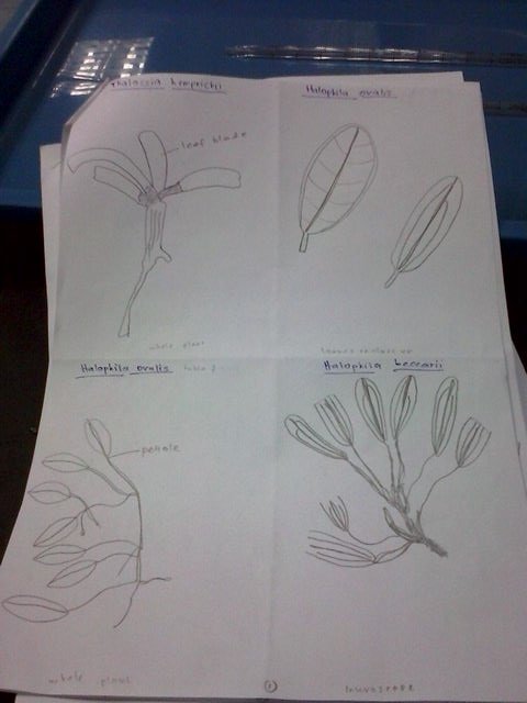 pahisnotmyname's tweet image. Drawing is not my passion. #BotanicaAquatica #labpractical