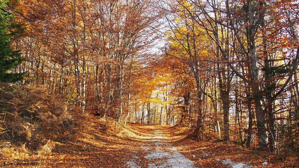polariszvijezda's tweet photo. #onokad doživiš čaroliju. Planina #Bitovnja #uProlazu #BiH #hiking #planinarenje https://t.co/myFkUySzR3