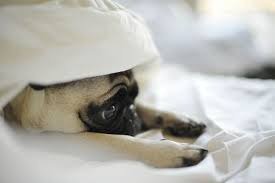 LancsTextiles's tweet photo. It’s tempting to go into hibernation mode, but winter doesn’t mean you should snooze for longer.
#WednesdayWisdom https://t.co/CHugRRuzGM