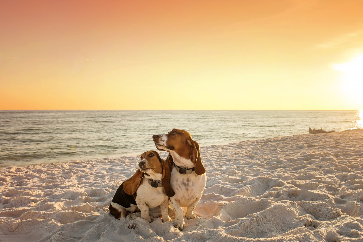 App Calhoun tweet media