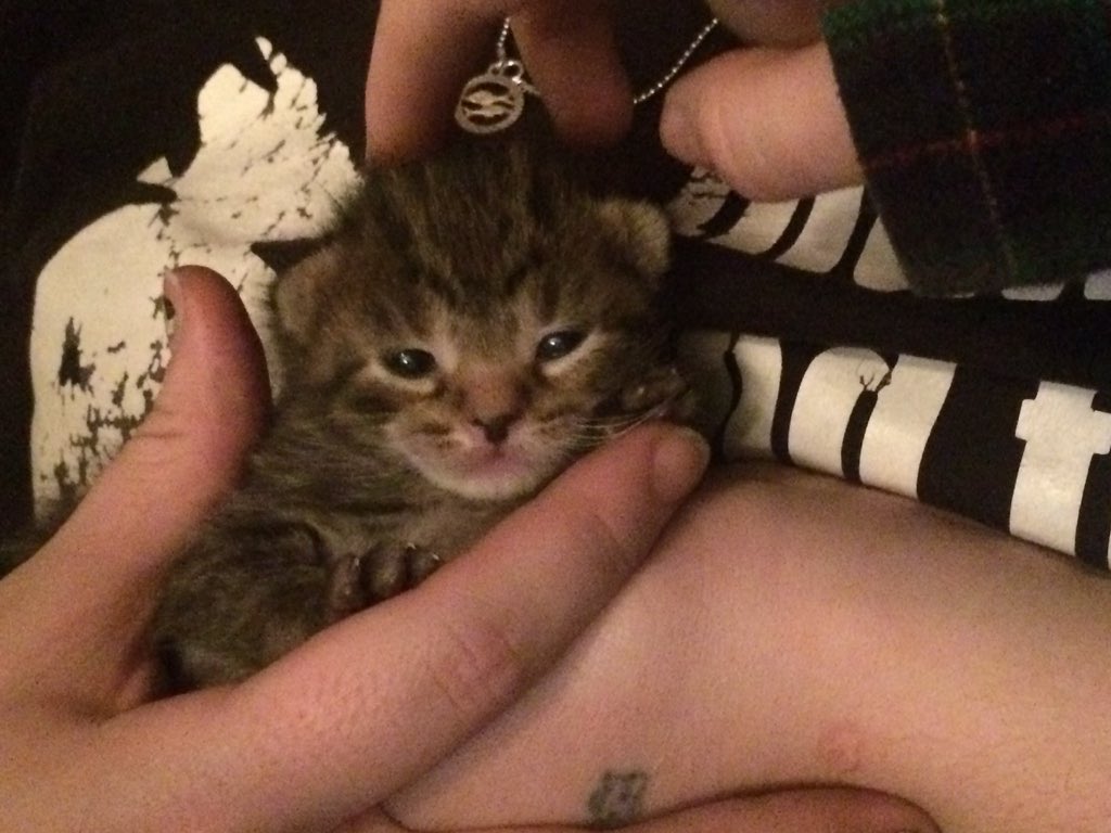 tender_n_mild's tweet photo. guess what followers you're gonna see the @BoyhoodMovie of these #7kittens i have https://t.co/yk3BhpHWrD