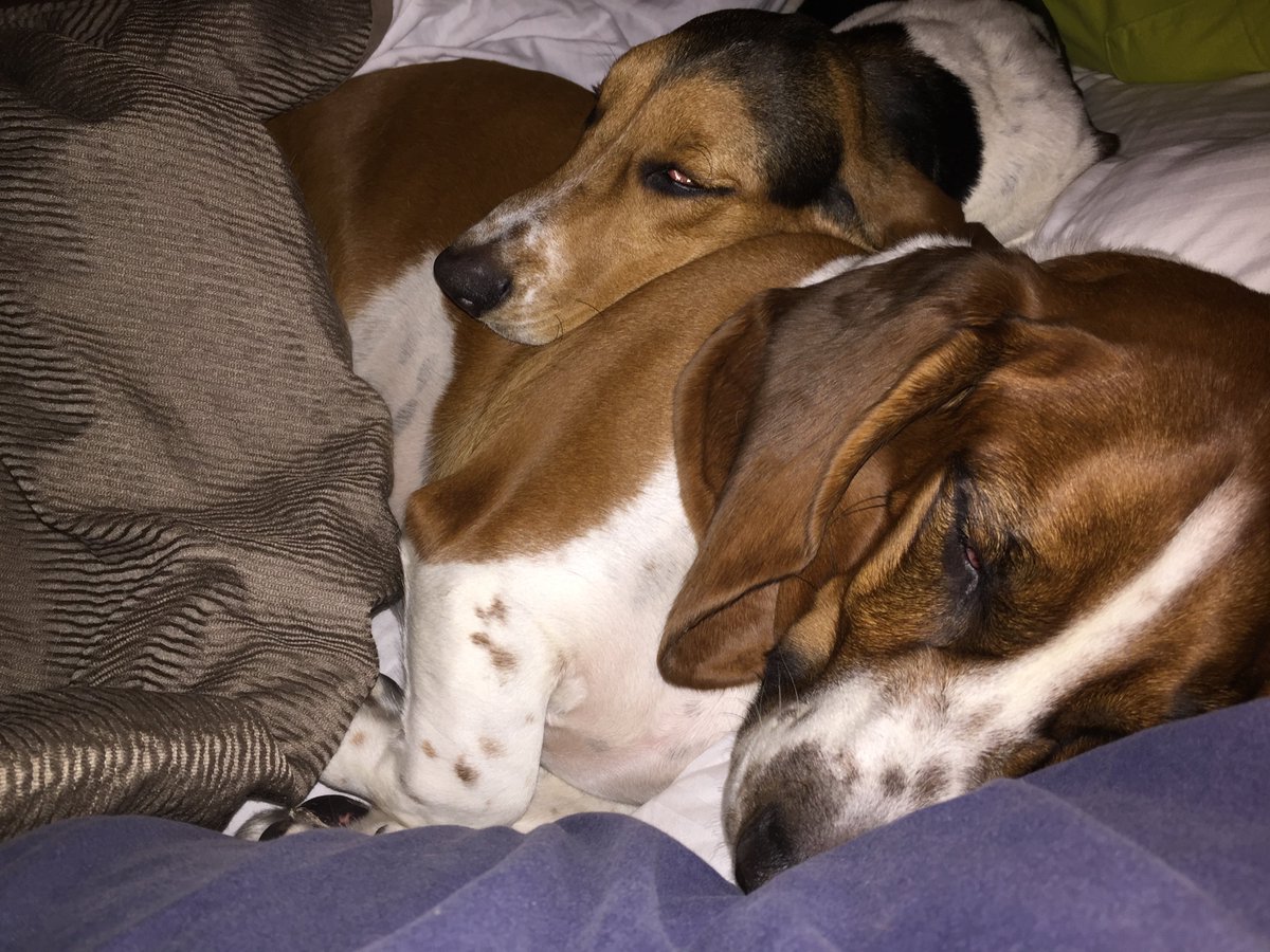 App Calhoun tweet media