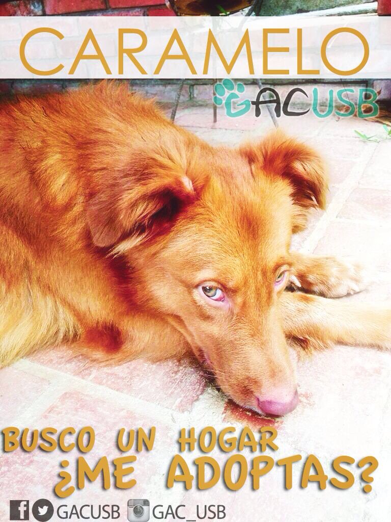 gacusb's tweet photo. #CarameloUSB aún busca un hogar, sigue en #Adopción! Mediano, esterilizado y vacunado! Está en #Caracas 04241955052 https://t.co/HHywHRYyoR