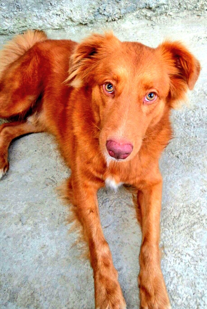 gacusb's tweet photo. #CarameloUSB aún busca un hogar, sigue en #Adopción! Mediano, esterilizado y vacunado! Está en #Caracas 04241955052 https://t.co/HHywHRYyoR