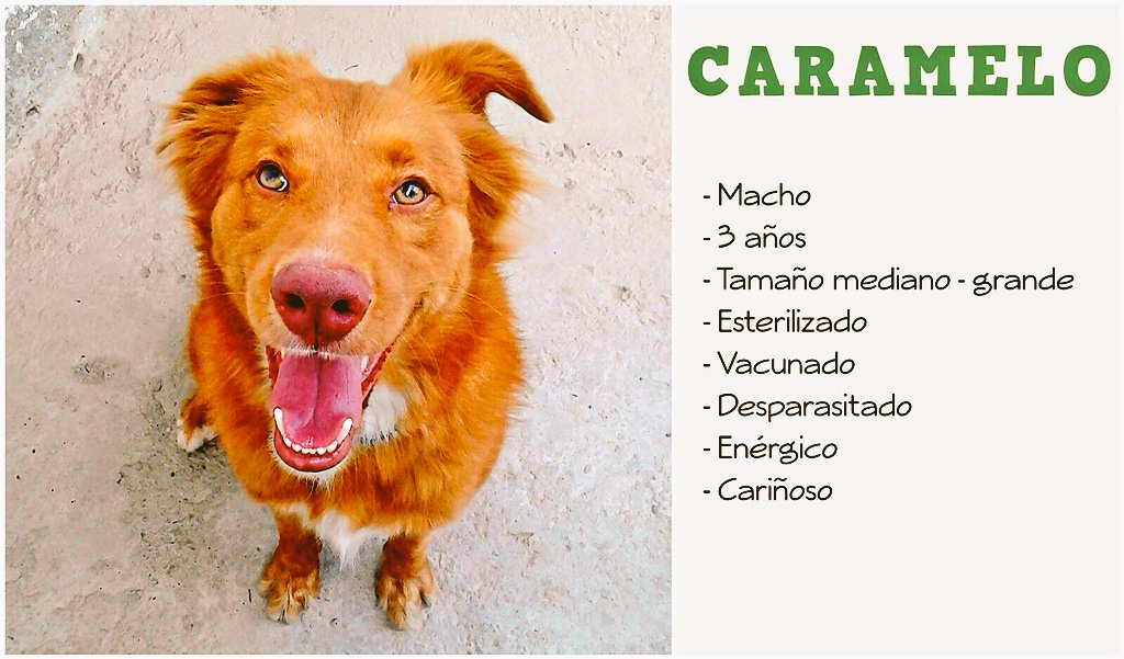 gacusb's tweet photo. #CarameloUSB aún busca un hogar, sigue en #Adopción! Mediano, esterilizado y vacunado! Está en #Caracas 04241955052 https://t.co/HHywHRYyoR