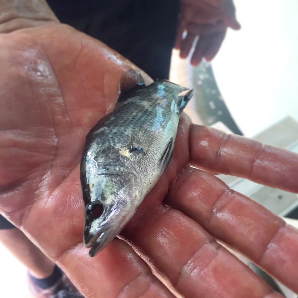 Fish finger - Baby <a href="/HumptyDooBarra/">Humpty Doo Barramundi</a> - pretty incredible. <a href="/deliciousAUS/">delicious. Australia</a> <a href="/FishtalesAU/">Fishtales</a> <a href="/fisheads/">john susman</a>