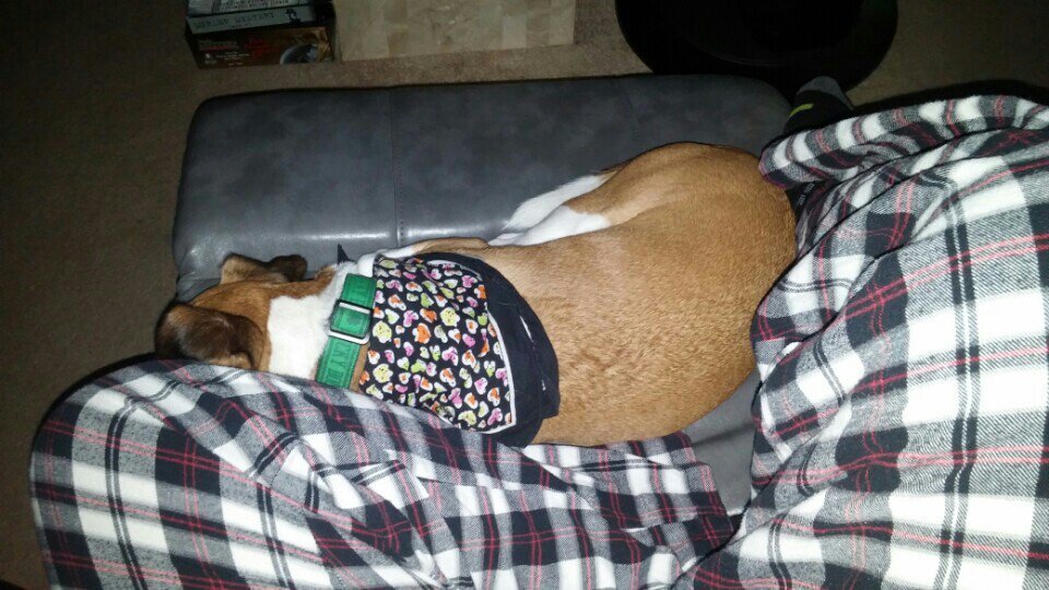 GingerBearLMC's tweet image. #OliverTwist is glad dad is home... #dogsofjoy #dogslife #dogsofswarm #dogsofinstagram swarmapp.com/c/9Ehecv1mhu7