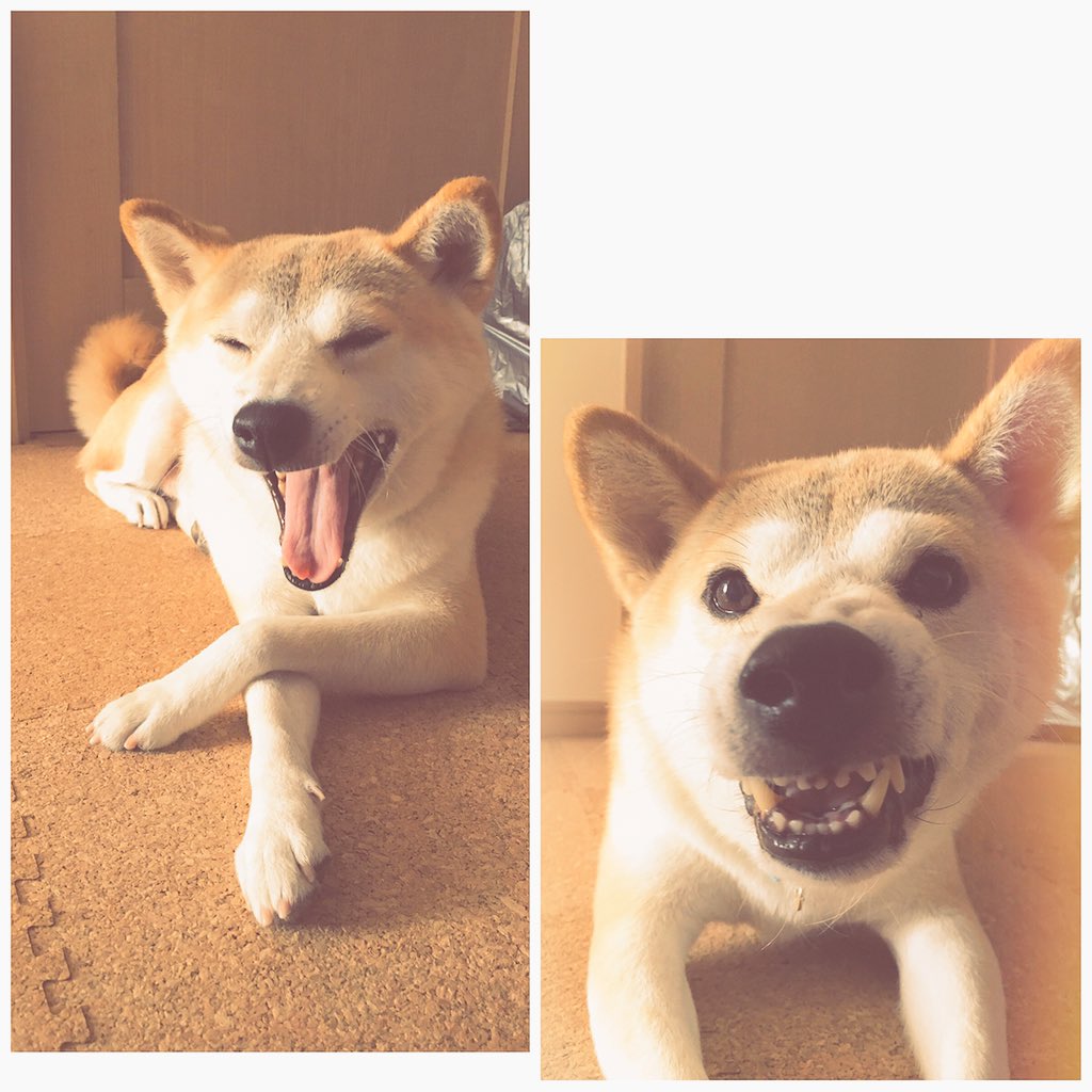 菊地由美 على تويتر 家中のコルクマットを張り替えた コルクの微かな香りが漂っていい感じ 今朝のハチ あくびからのクシャ顔 今日は暖かいね Denkuruhachi Shiba T Co Hqv2h1ggu6