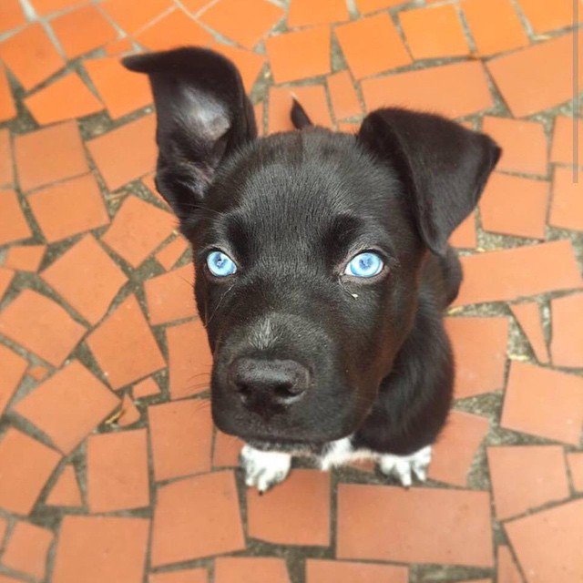 FurryCuddlyPets's tweet photo. https://t.co/fKuohpwFK1