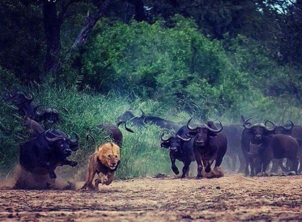 uSnapt's tweet photo. The feeling of being outnumbered!
RT and thanks @theNormal #wildlife #animalsrule https://t.co/5RF7REAwS2