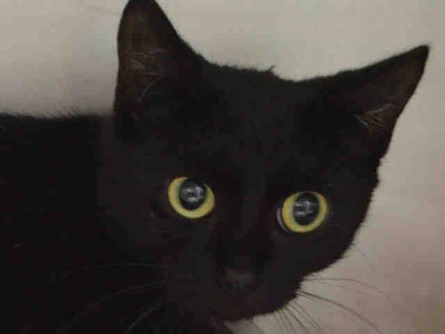 sharpenedquill's tweet photo. MT@wildeoscarcat #PLEDGE #FOSTER #ADOPT SAVE HOUDINIESCAPEARTIST #KITTEN ZIPPY n #NYC ACC! https://t.co/ARPltNddyc https://t.co/4lbdY3OFYE