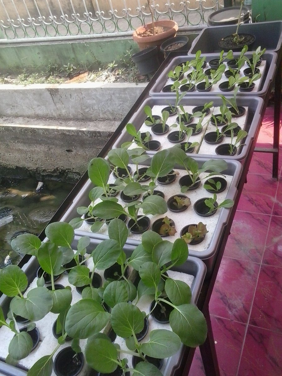 faizfajar's tweet photo. pengen segera nanem ini :( https://t.co/THawdAziCq