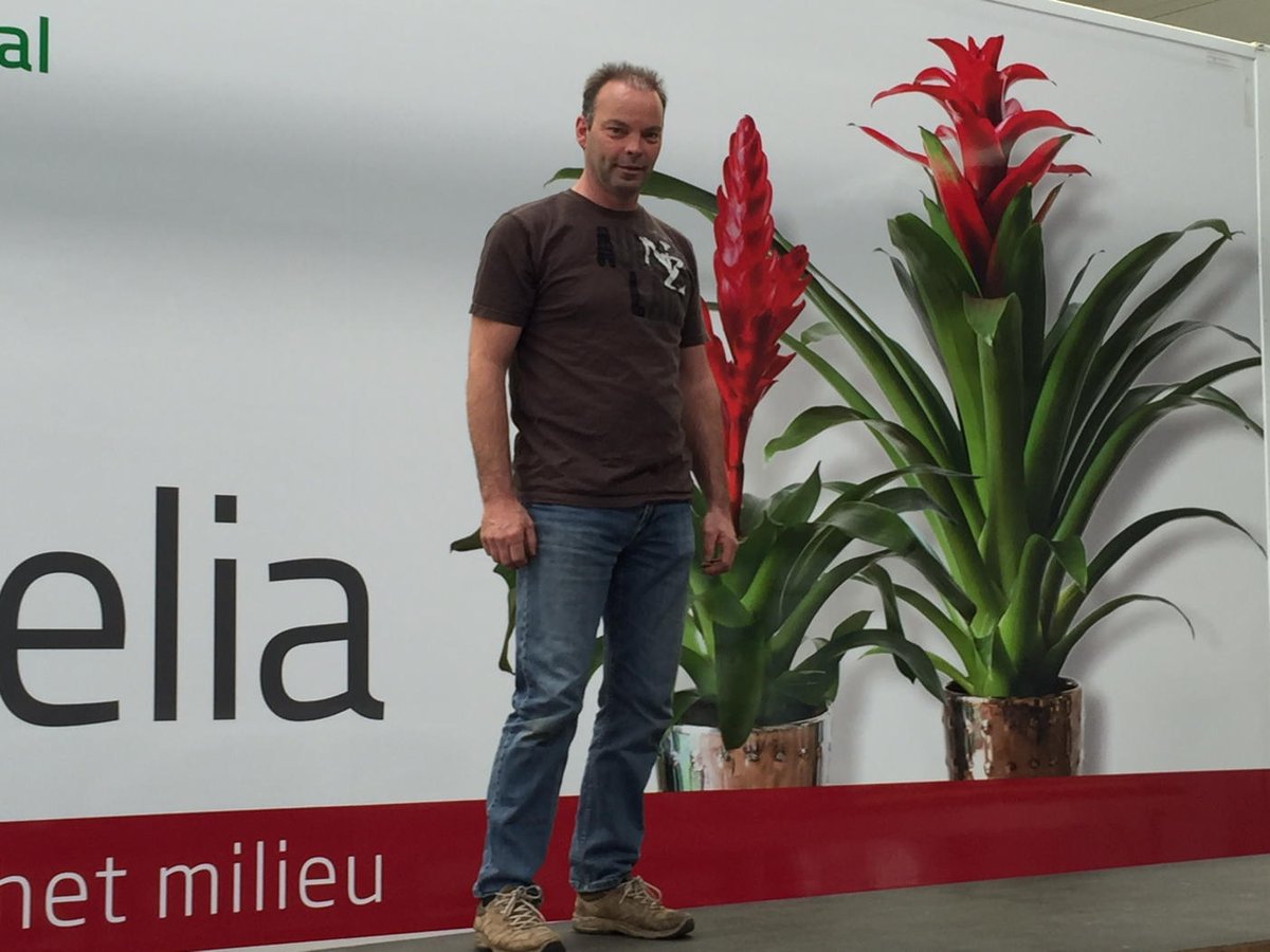 Bromelia promotie op kleine schaal
