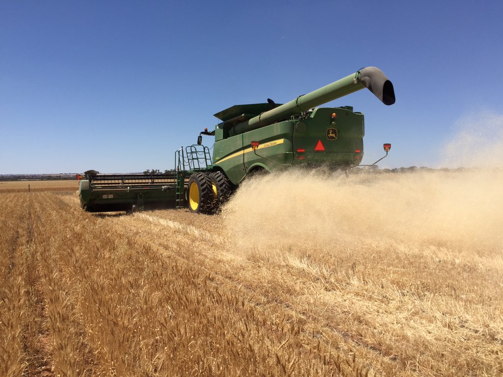Neil_Cordingley's tweet photo. Harvesting Buloke barley at the long term site at Cunderdin today #wantfa https://t.co/VpbzkjsdP2