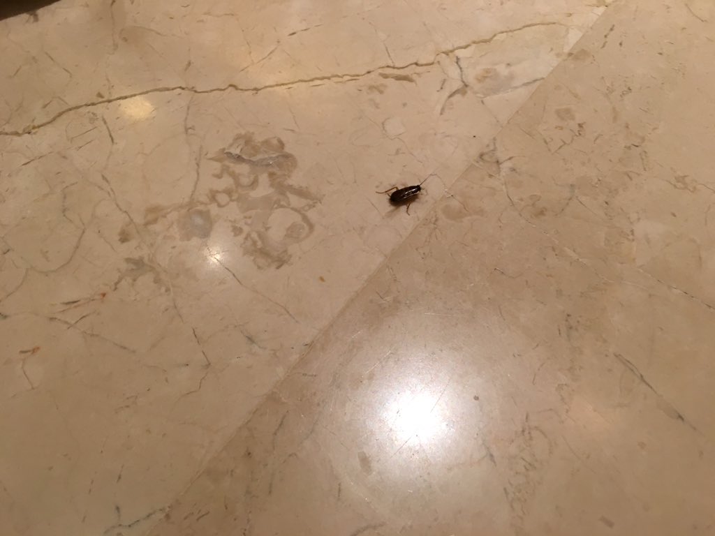 IshaGoyal's tweet photo. @FourSeasons Mumbai. Nice hotel, great conference venue, but perhaps not the best housekeeping! #cockroach https://t.co/lZDI4jM6sV
