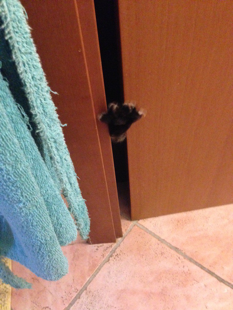 mac10it's tweet photo. Tony, Γ¨ finito Halloween #bestcat #mactony #cattony #fear #dontopenthatdoor https://t.co/boyHy9IC43