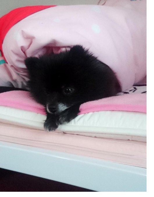 冬になるとユリアはお布団から顔をひょこっとだしてのんびりしてる*｡٩(ˊvˋ*)و✧*｡ https://t.co/RzSMQwTHgu