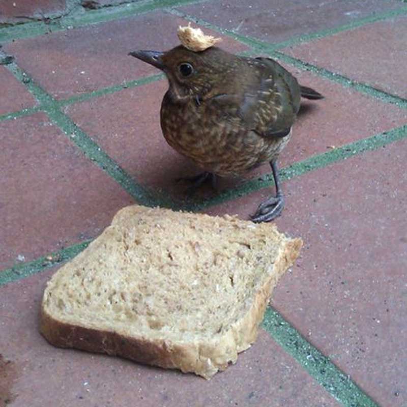 GiveMeInternet's tweet photo. Forgot how to bread https://t.co/tE69cHK20V