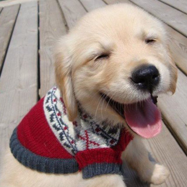 FurryCuddlyPets's tweet photo. https://t.co/CIbuUkHrRR