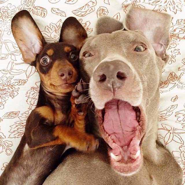 FurryCuddlyPets's tweet photo. https://t.co/kH7I9Mp4nK