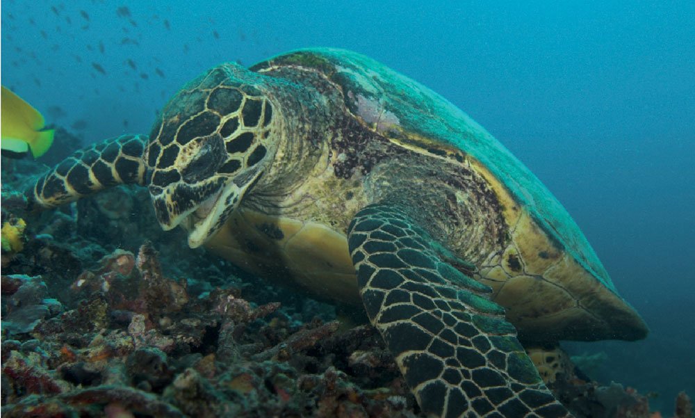 Penyu yang Bermigrasi di Indonesia Butuh Perlindungan Kita wwf.or.id/?43262/Penyu-y…