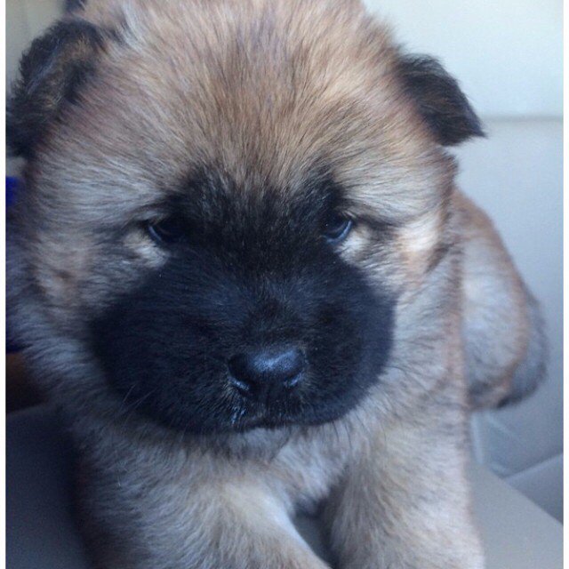 FurryCuddlyPets's tweet photo. https://t.co/zpWqgM3wr2