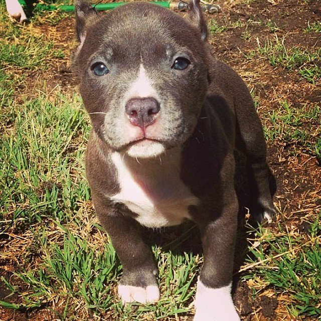 FurryCuddlyPets's tweet photo. https://t.co/EUmkoZnnmi